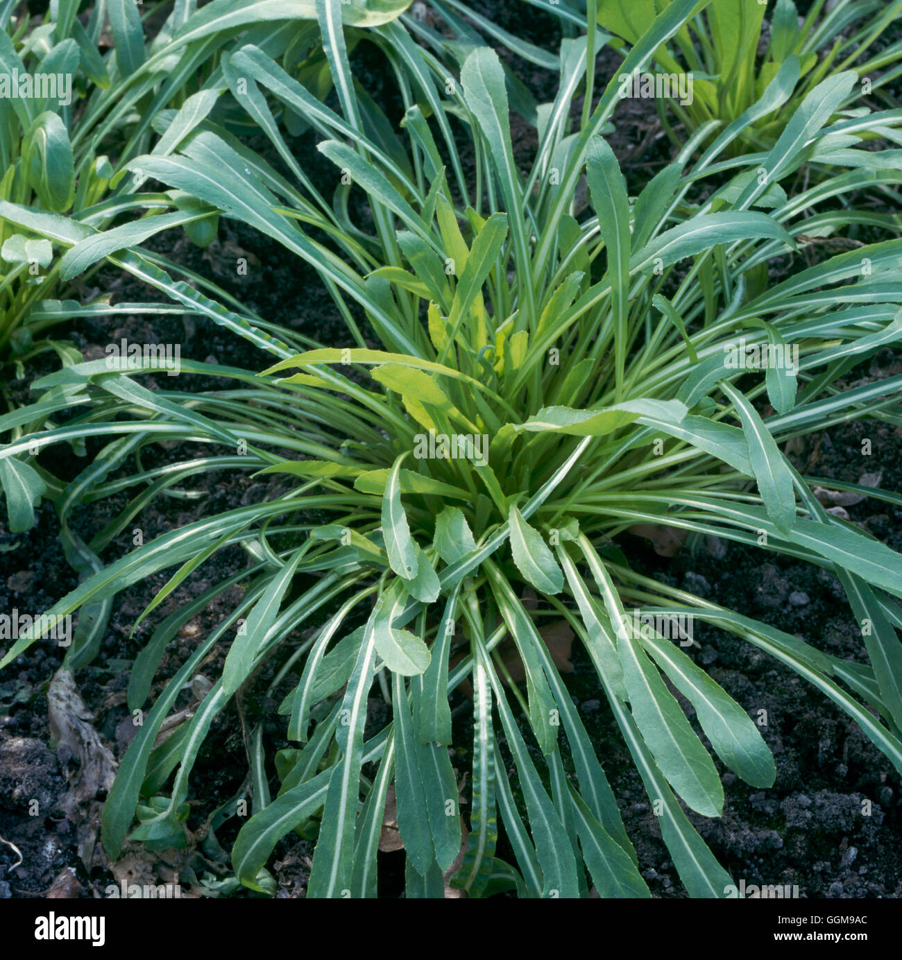 Chinese Vegetables - Mibuna `Green Spray' (HDRA - Organic)   VEG093254 Stock Photo